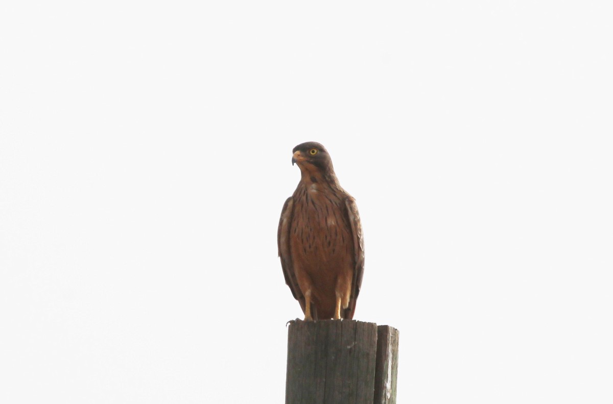 Grasshopper Buzzard - ML637463595