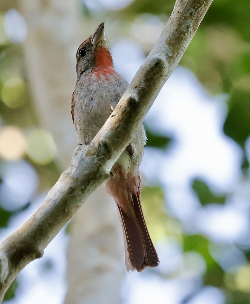 Rose-throated Tanager - ML637463637