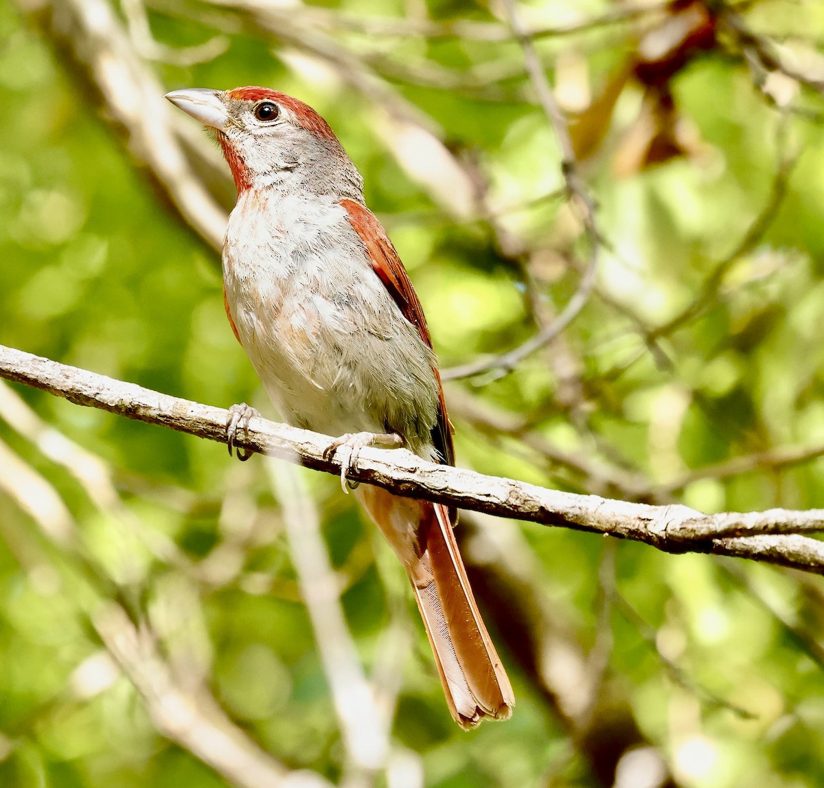 Rose-throated Tanager - ML637463638