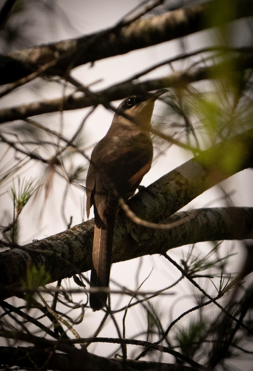 Mangrove Cuckoo - ML637463662
