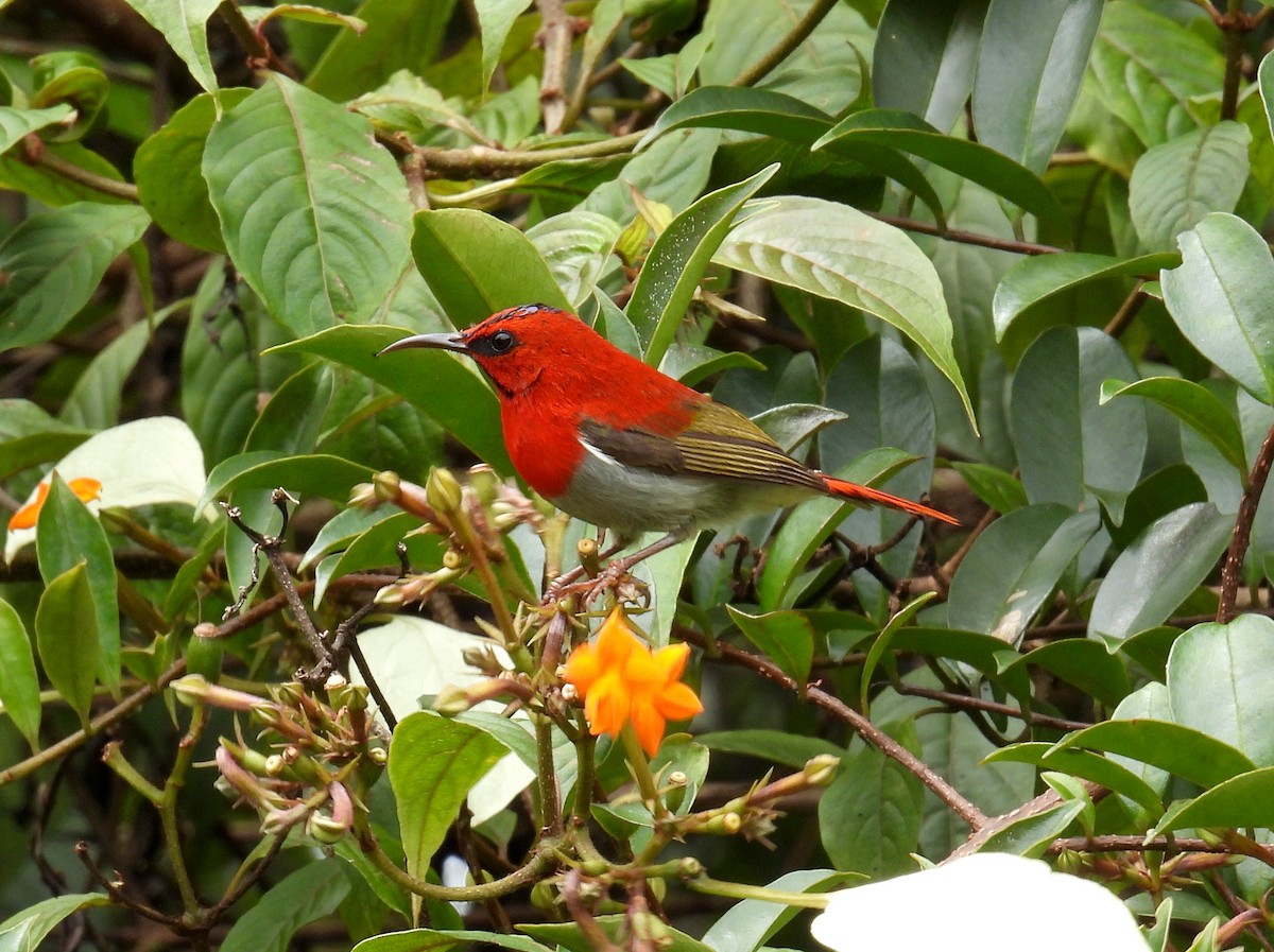 Temminck's Sunbird - ML637463664