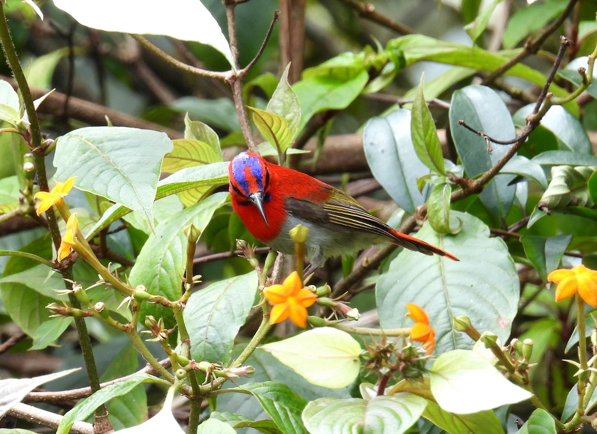 Temminck's Sunbird - ML637463666