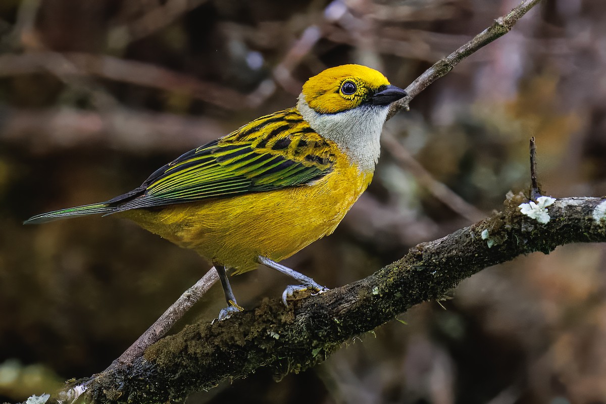 Silver-throated Tanager - ML637463676