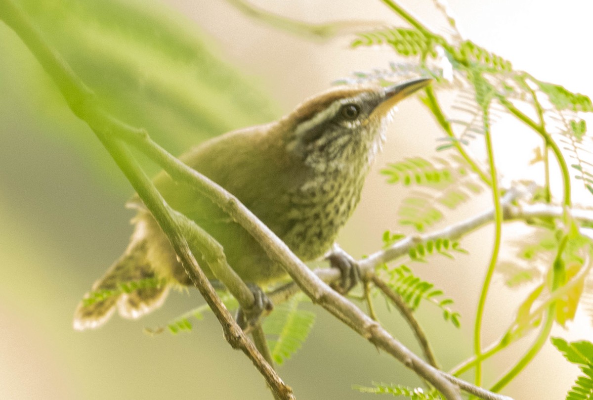 Spot-breasted Wren - ML637463683