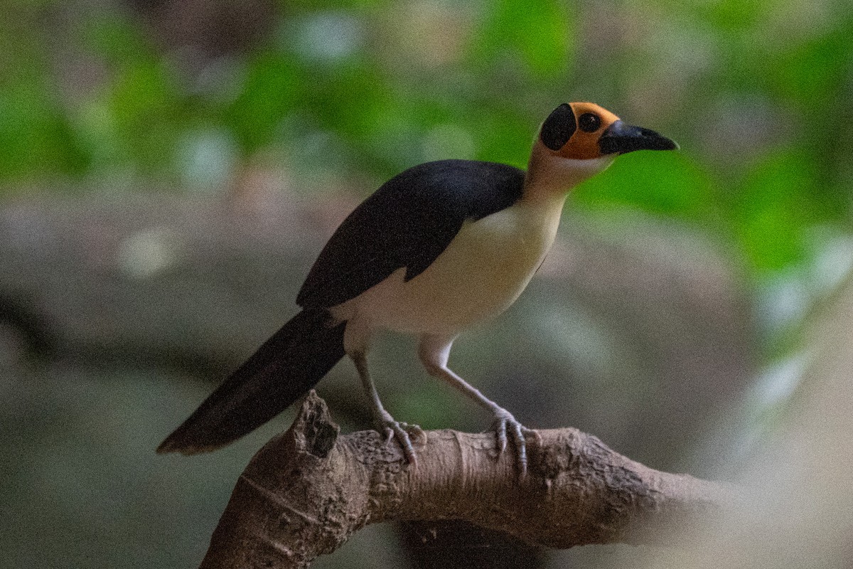 White-necked Rockfowl - ML637463697