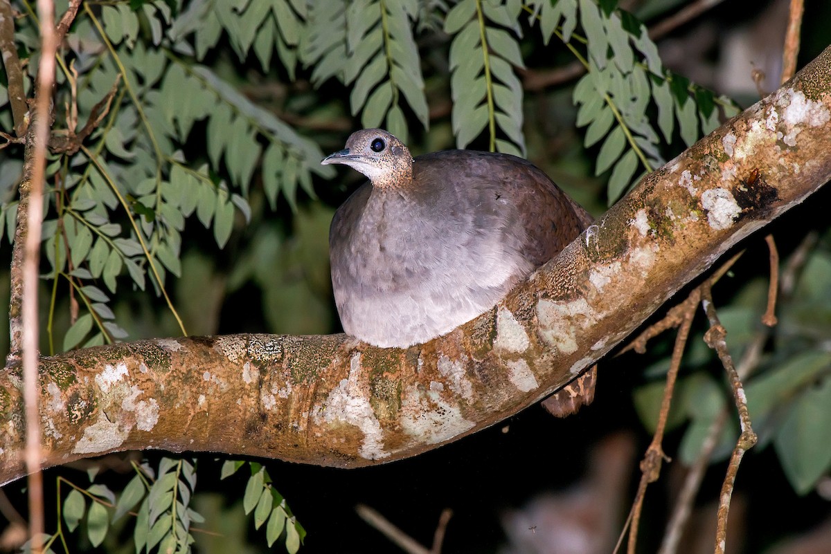 Solitary Tinamou - ML63746371