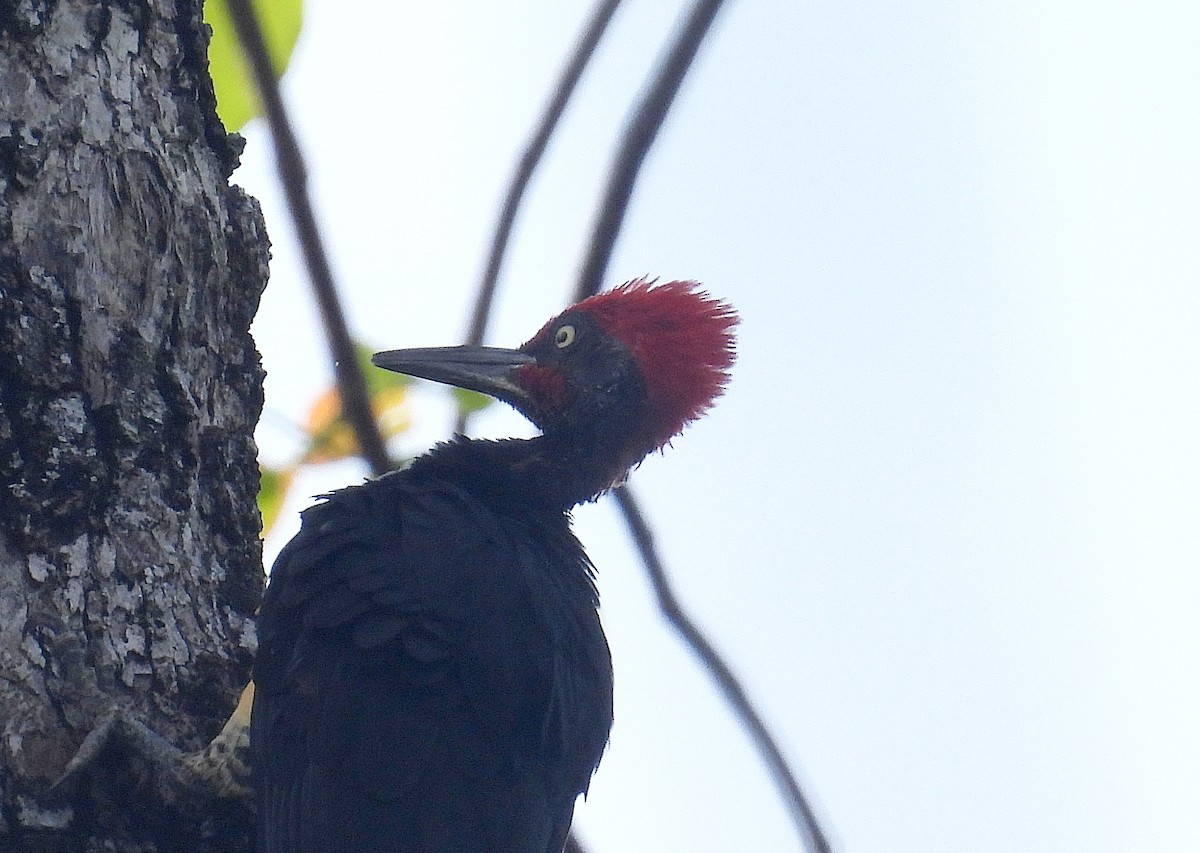 White-bellied Woodpecker - ML637463718