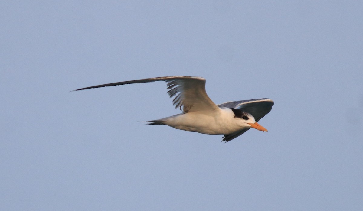 Lesser Crested Tern - ML637463751