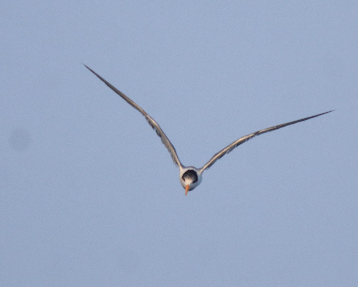 Lesser Crested Tern - ML637463752