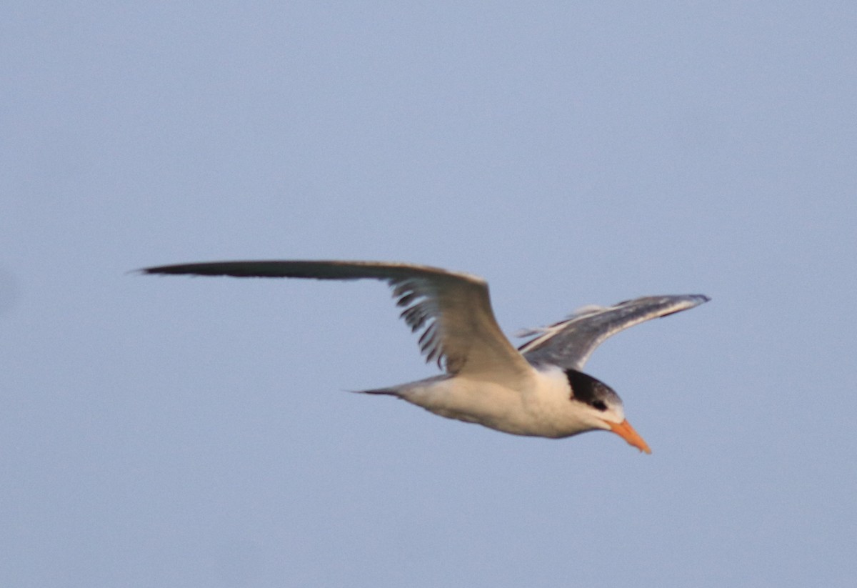 Lesser Crested Tern - ML637463753