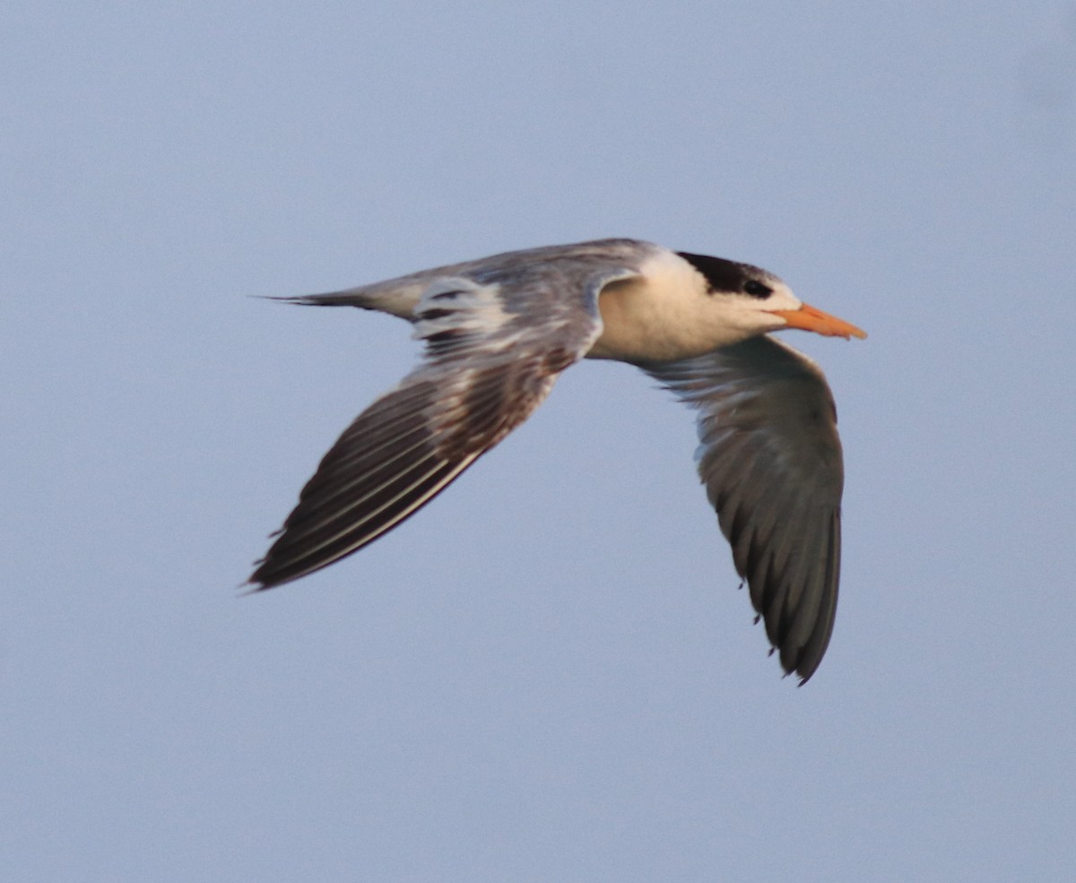 Lesser Crested Tern - ML637463754