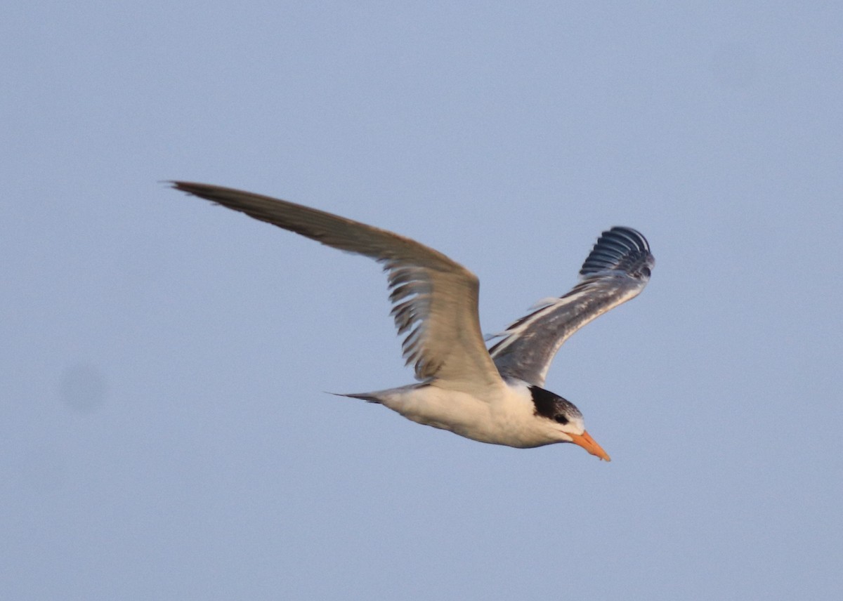 Lesser Crested Tern - ML637463755