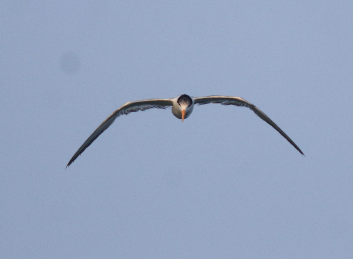 Lesser Crested Tern - ML637463756