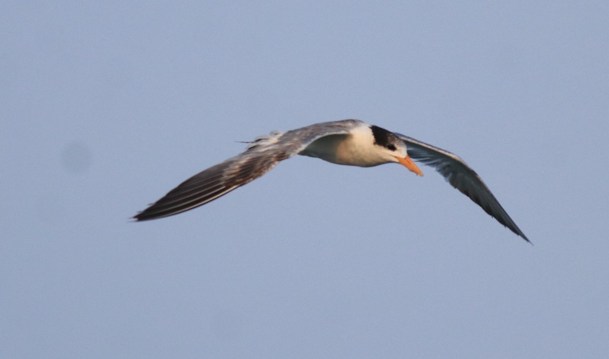 Lesser Crested Tern - ML637463757