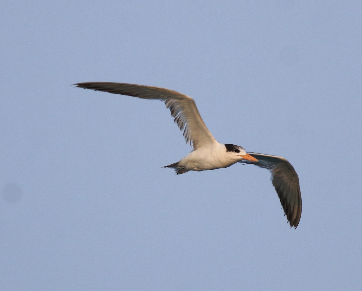 Lesser Crested Tern - ML637463758
