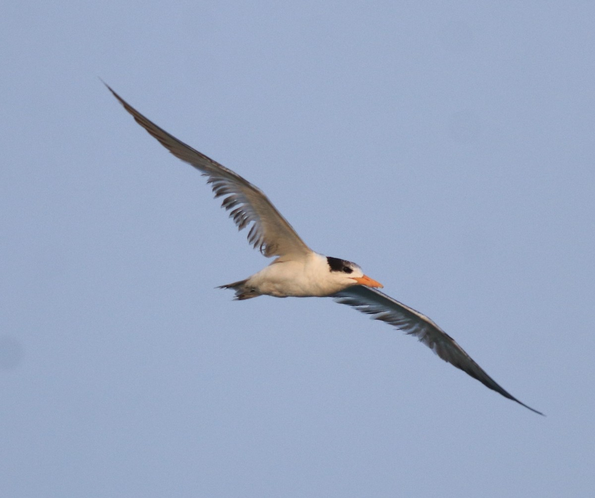 Lesser Crested Tern - ML637463759