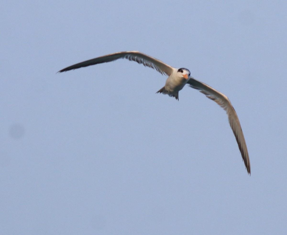 Lesser Crested Tern - ML637463760