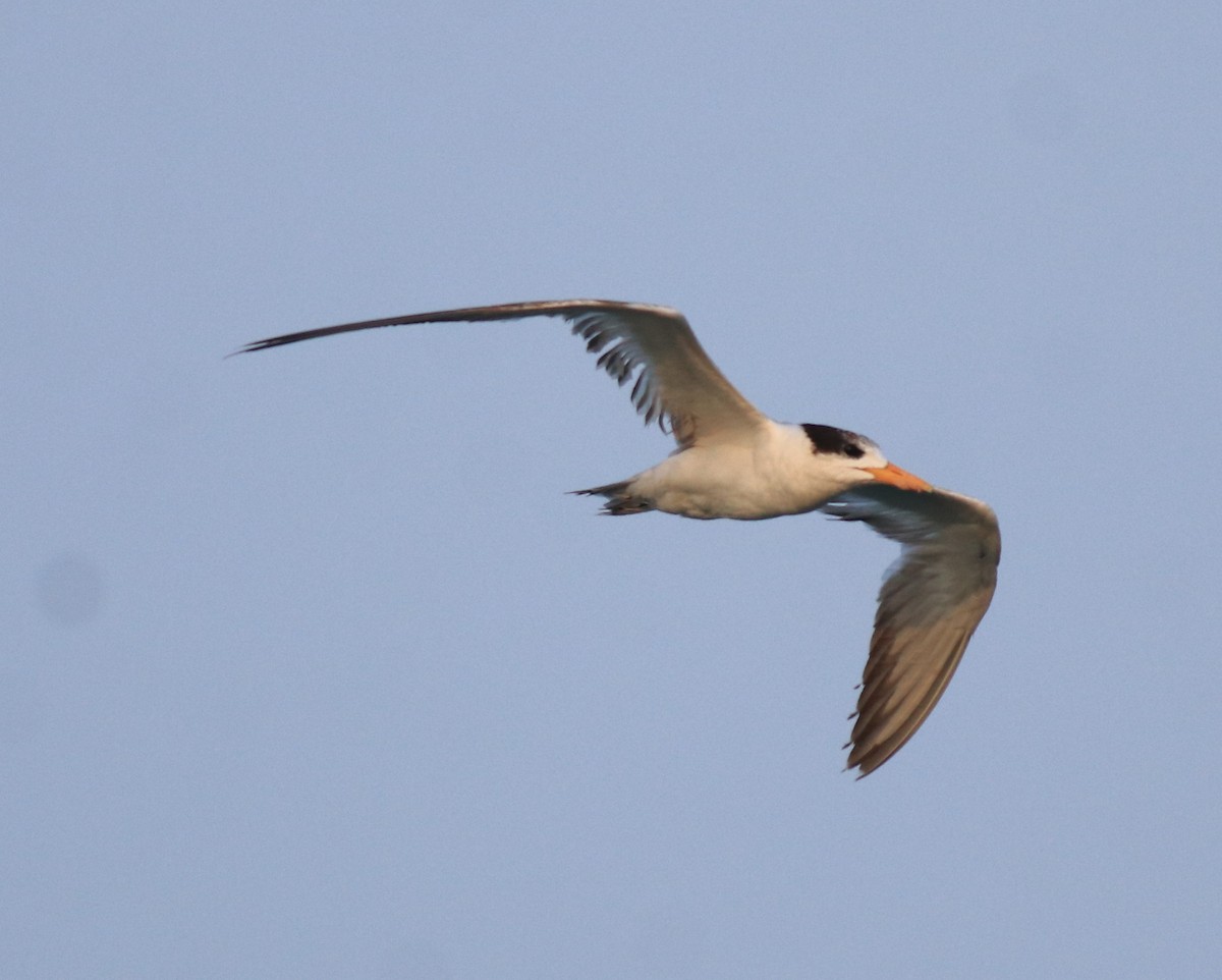Lesser Crested Tern - ML637463761