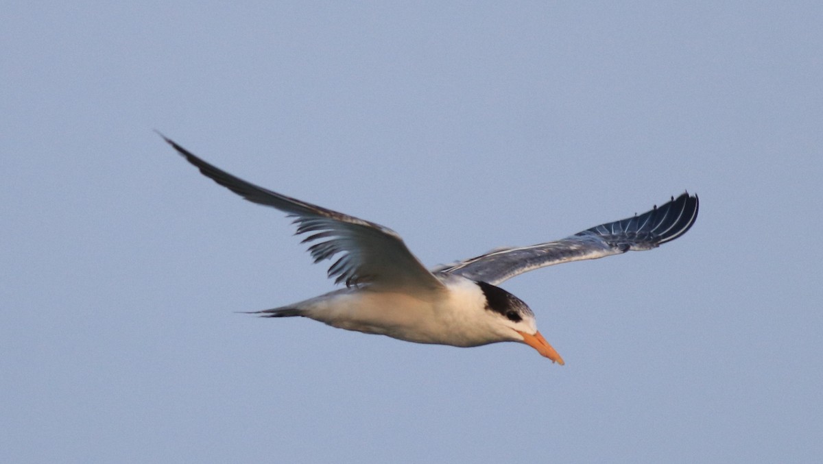 Lesser Crested Tern - ML637463762