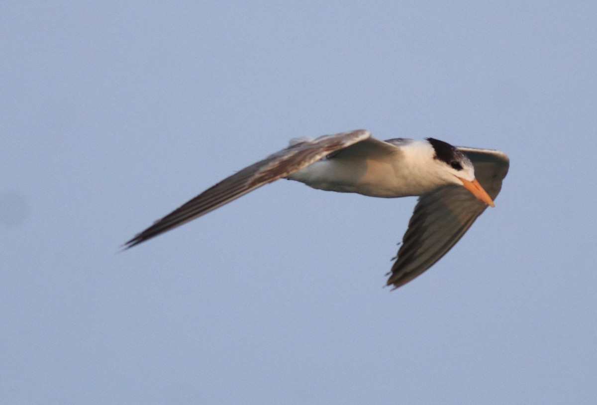Lesser Crested Tern - ML637463764