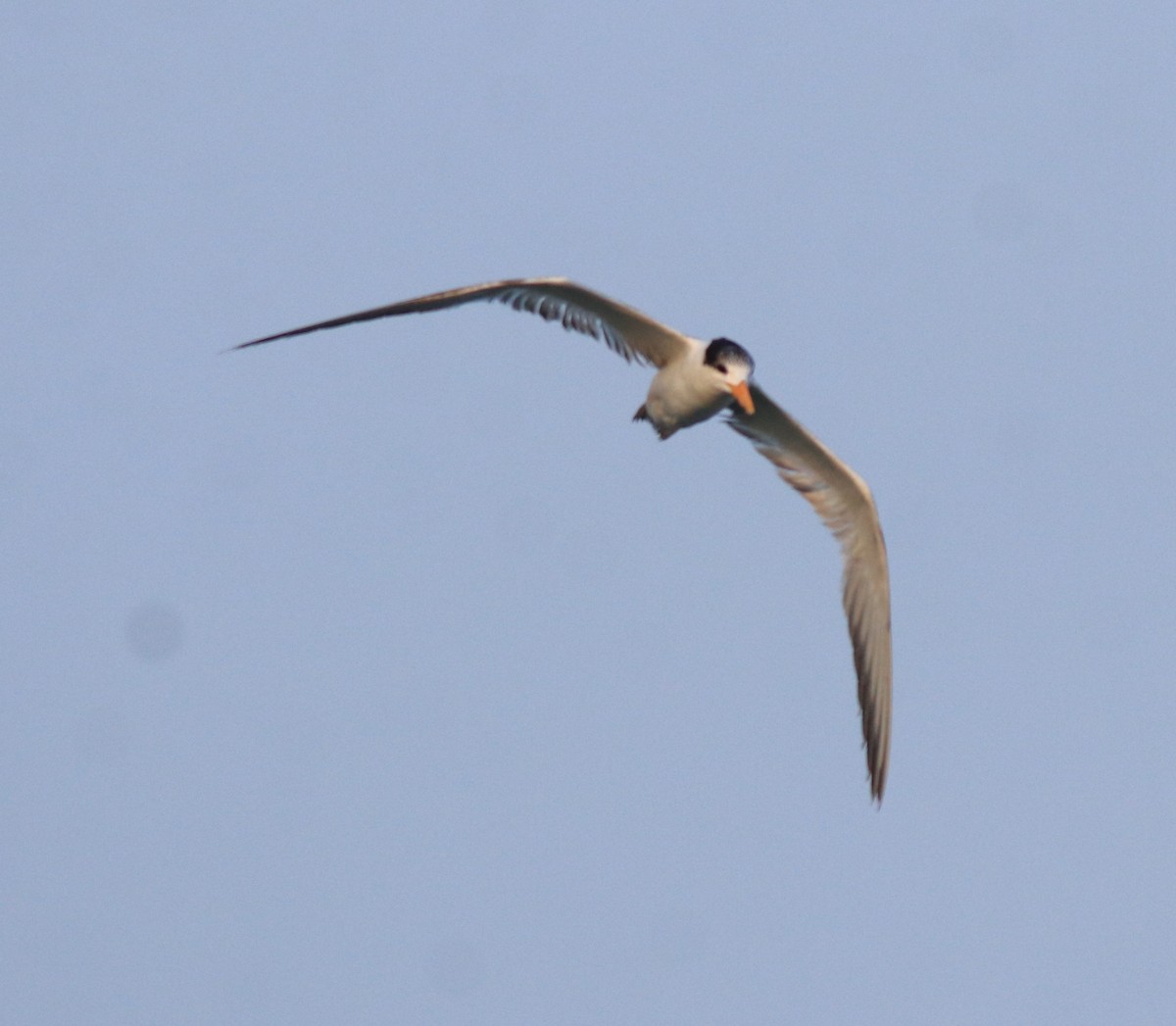 Lesser Crested Tern - ML637463765