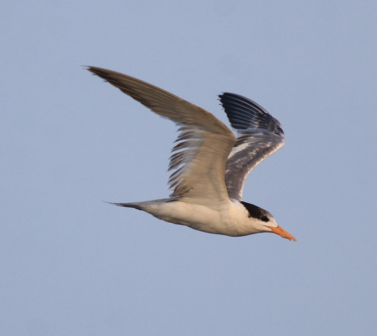 Lesser Crested Tern - ML637463766