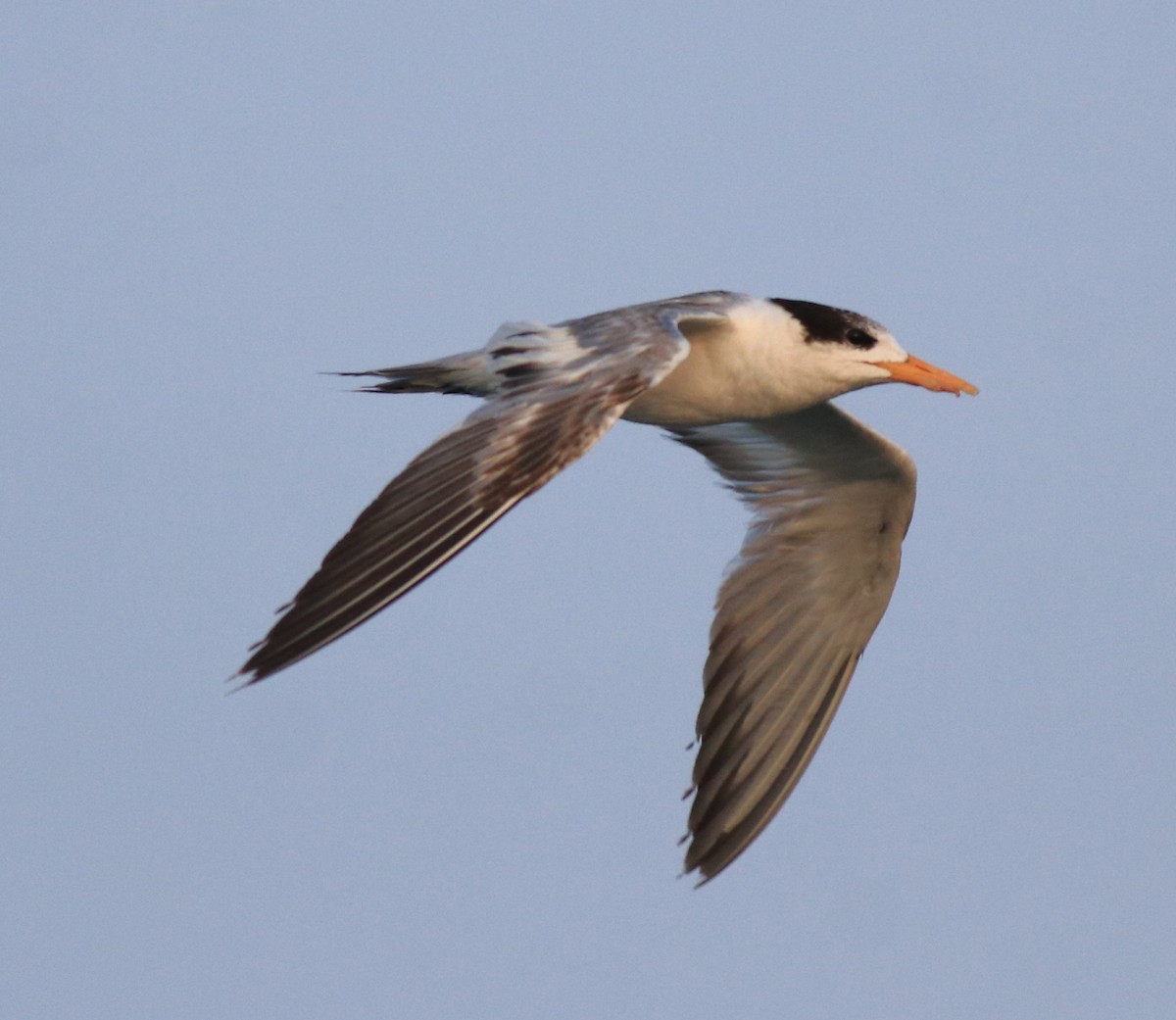 Lesser Crested Tern - ML637463767