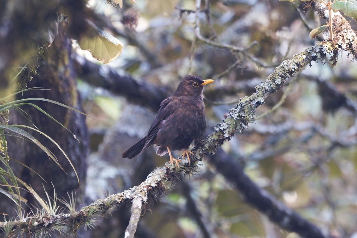Black Thrush - ML637463830
