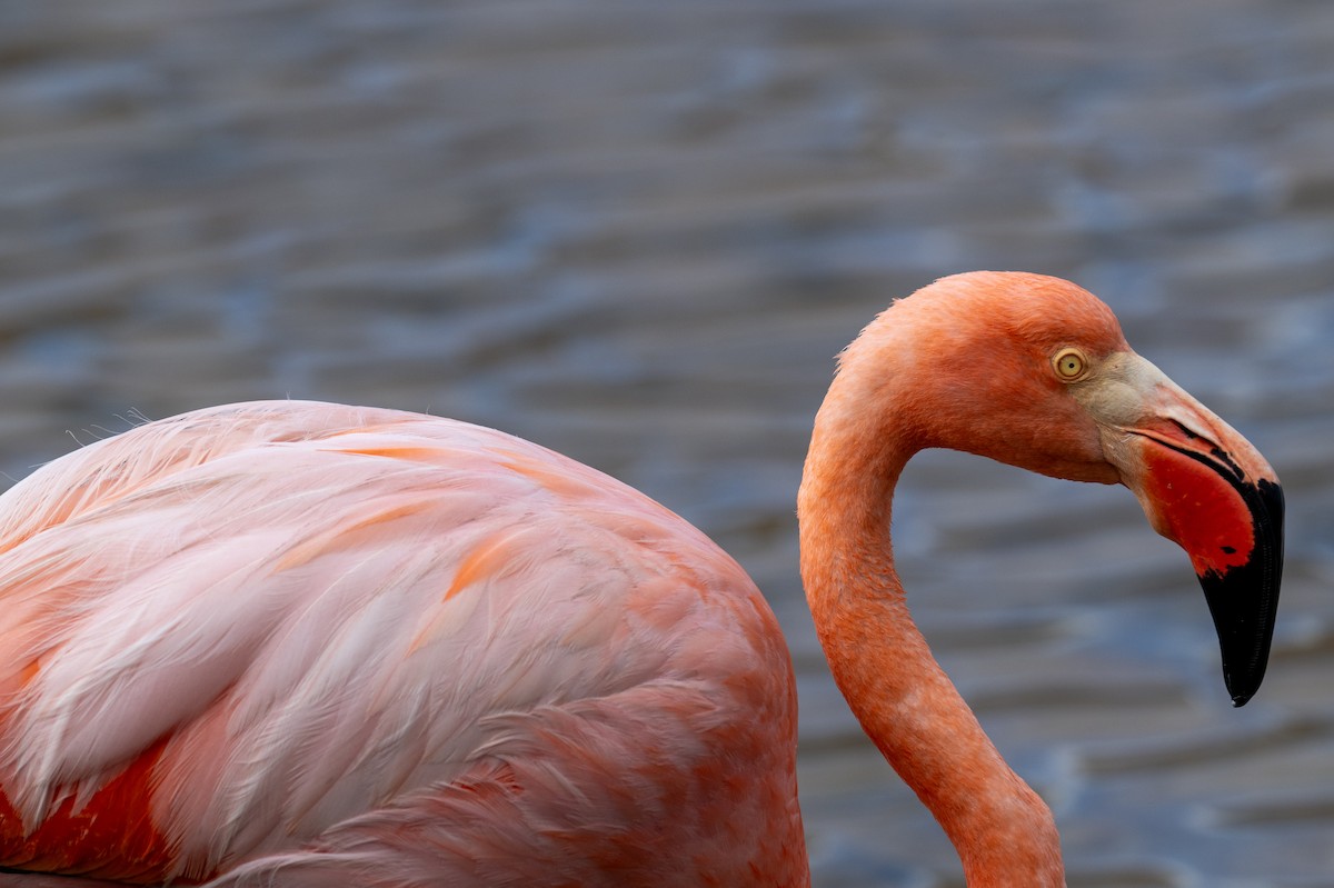 American Flamingo - ML637463834