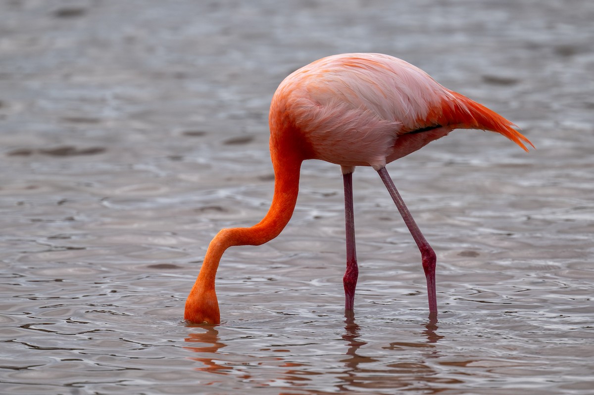 American Flamingo - ML637463835