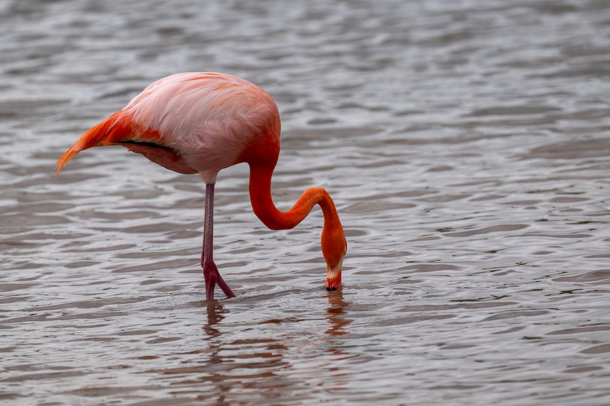 American Flamingo - ML637463836