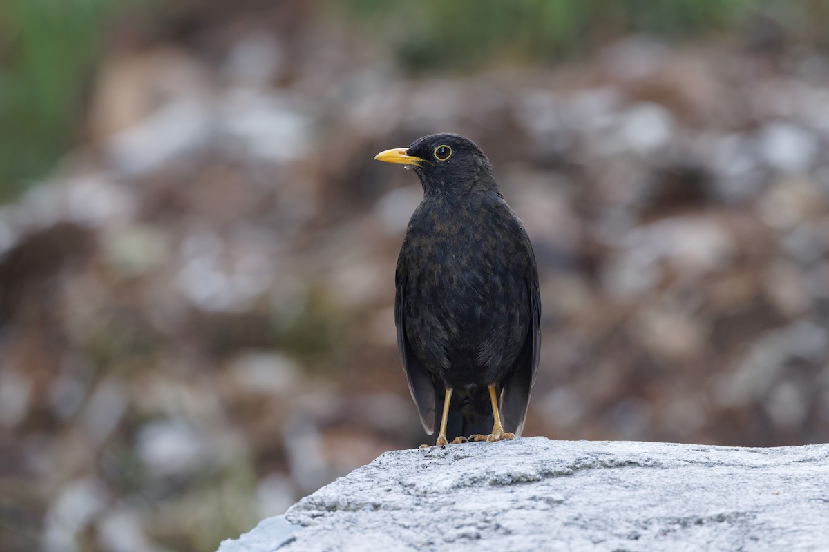 Black Thrush - ML637463841