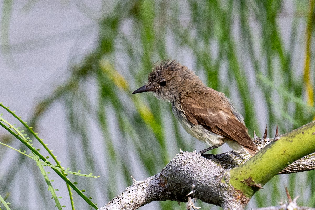 Galapagos Flycatcher - ML637463872