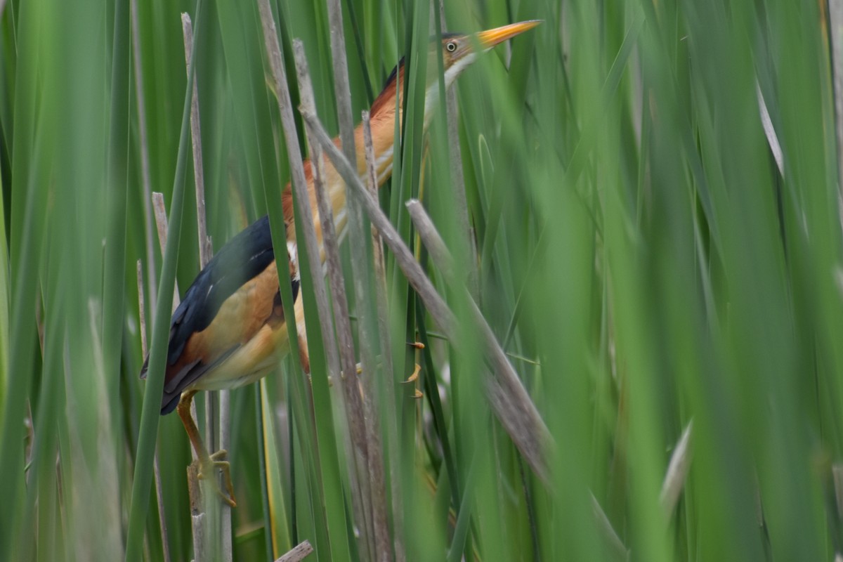 Least Bittern - Shirley Chambers