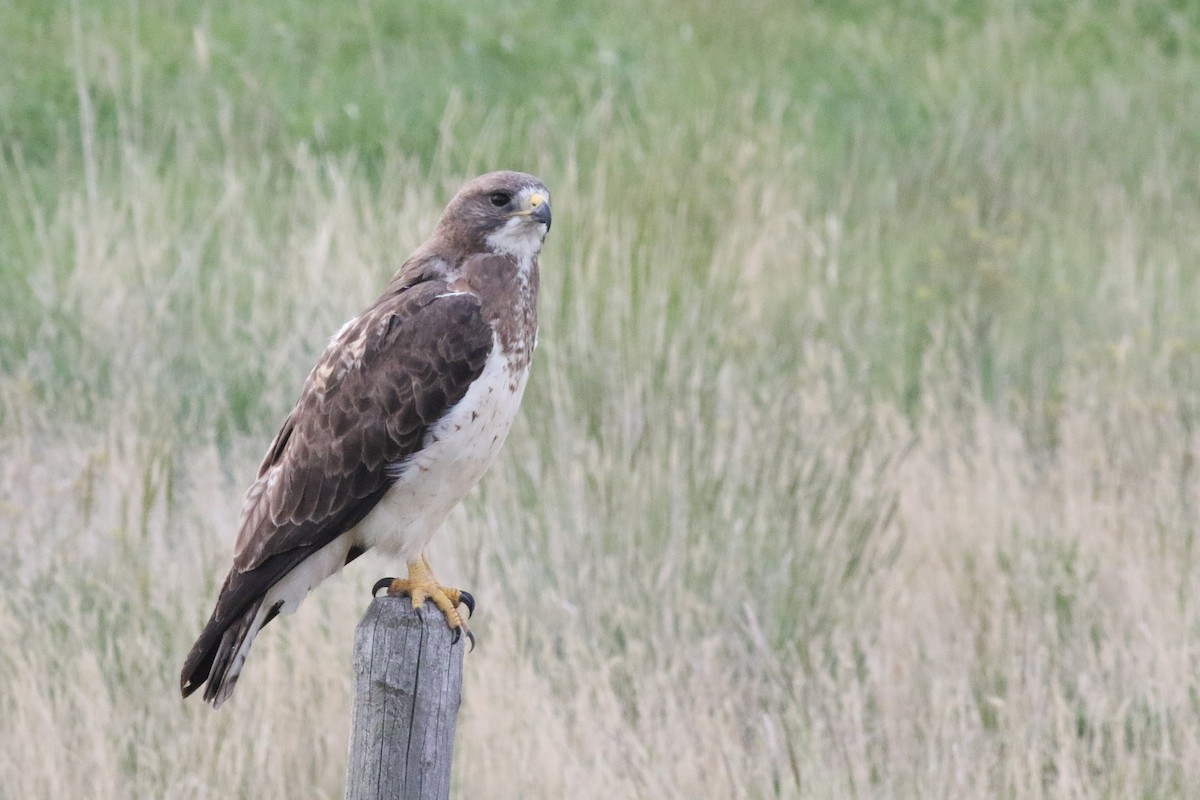 Swainson's Hawk - ML637463984