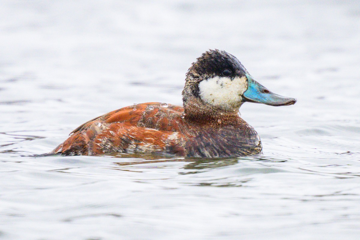 Ruddy Duck - ML637463989