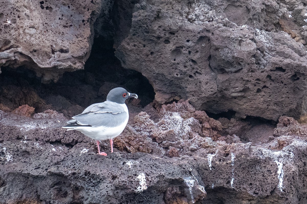 Swallow-tailed Gull - ML637463992