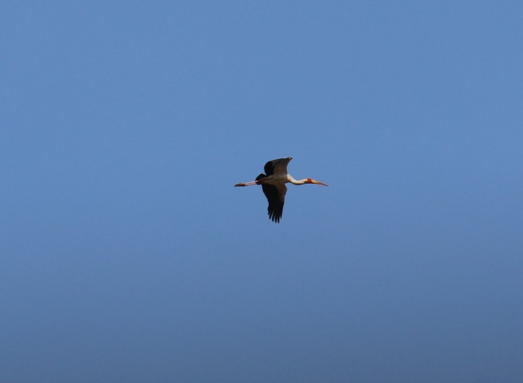 Yellow-billed Stork - Hickson Fergusson