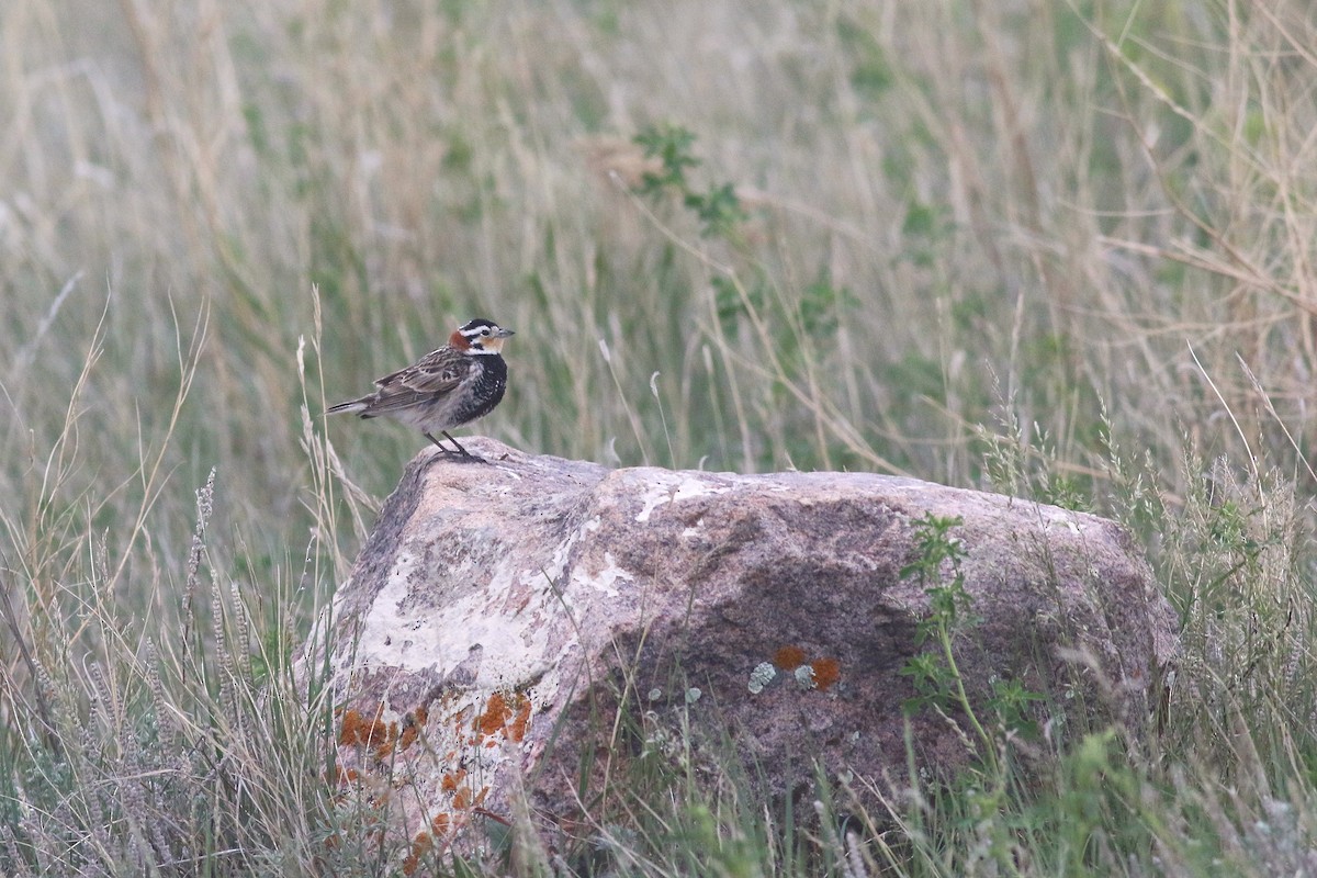 Chestnut-collared Longspur - ML637464019
