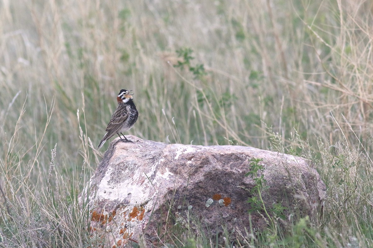 Chestnut-collared Longspur - ML637464021