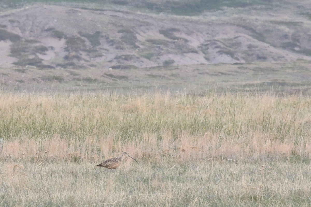 Long-billed Curlew - ML637464039