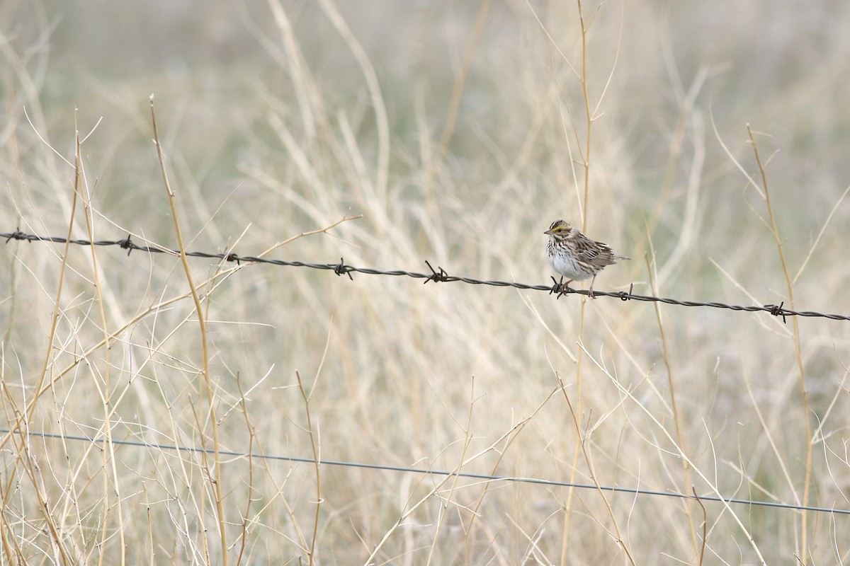 Savannah Sparrow - ML637464051