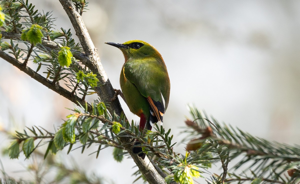 Fire-tailed Myzornis - ML637464078