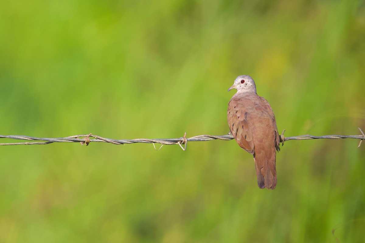 Ruddy Ground Dove - ML637464106