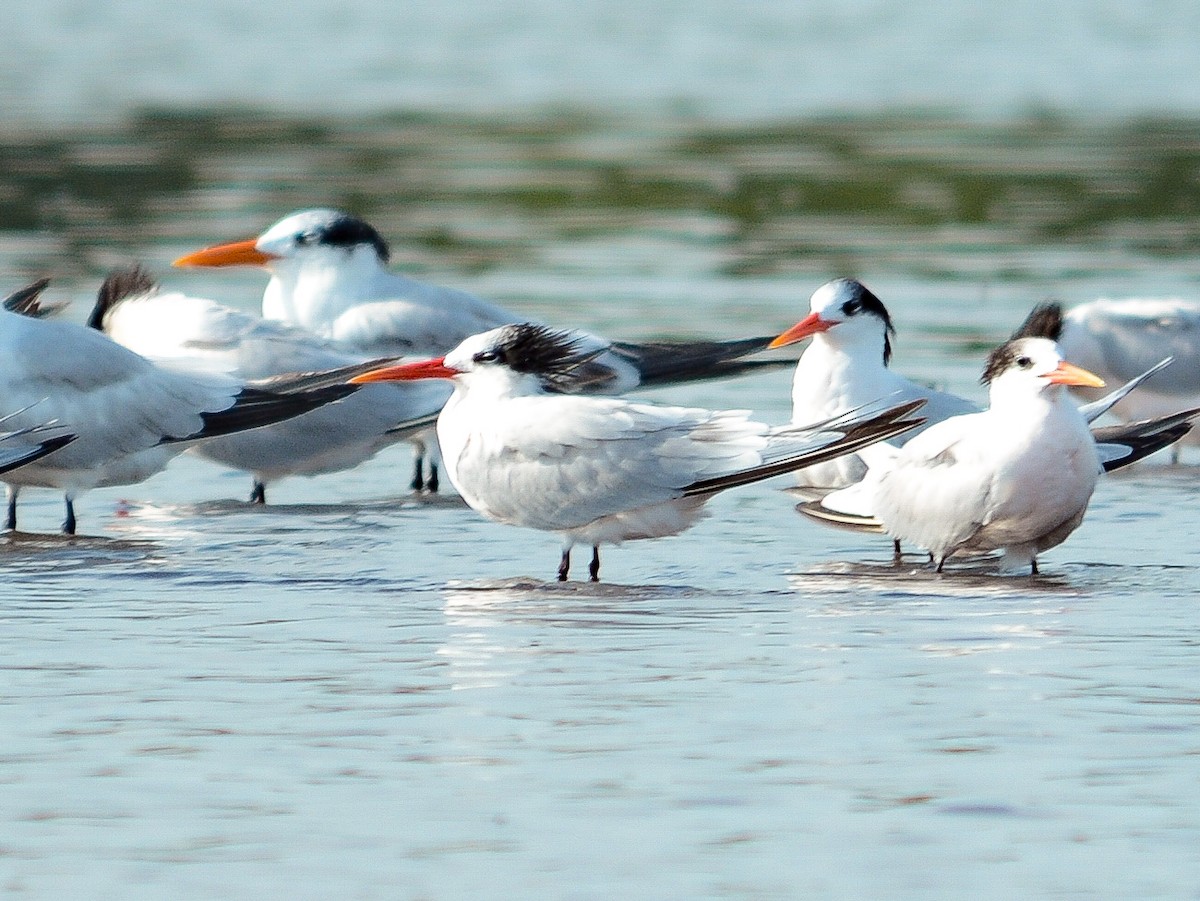 Elegant Tern - ML637464124