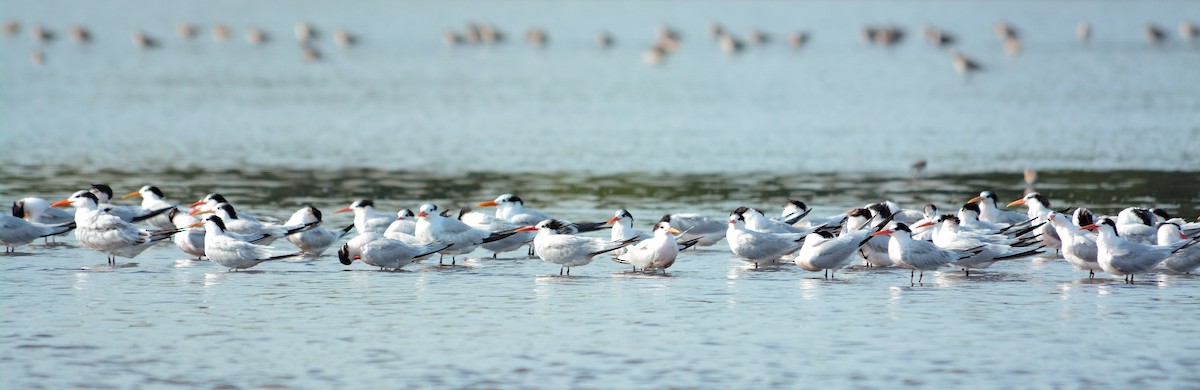Elegant Tern - ML637464131