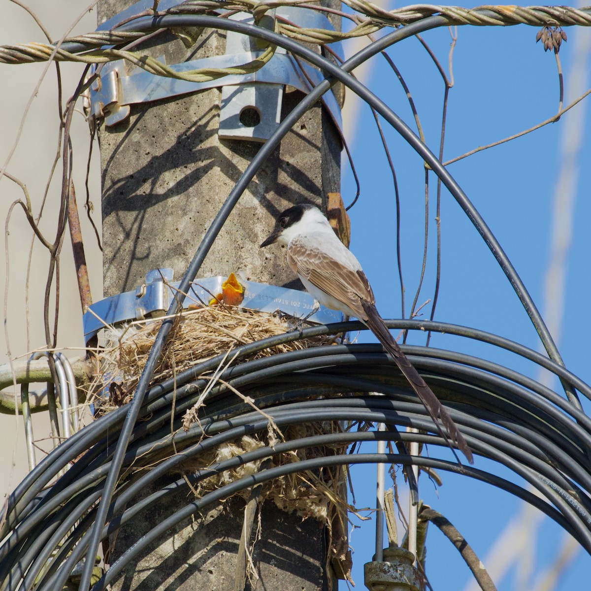 Fork-tailed Flycatcher - ML637464140