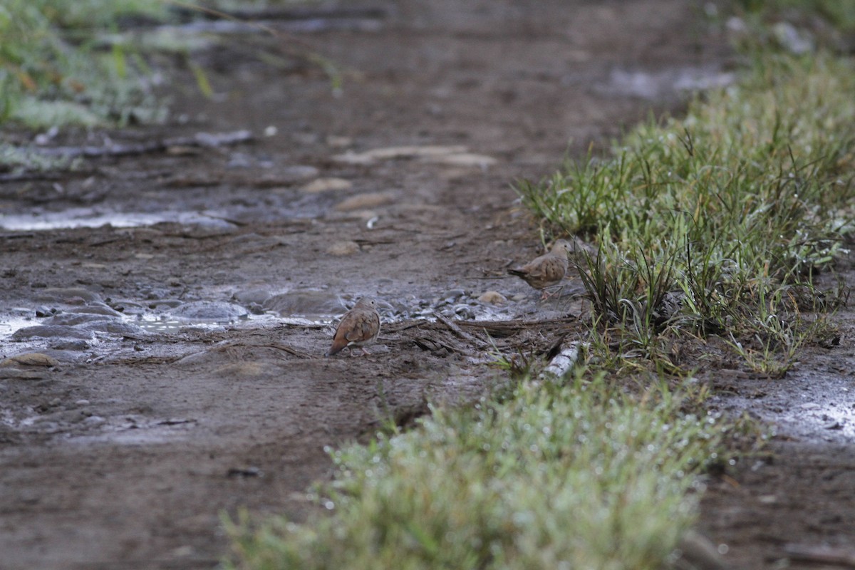 Ruddy Ground Dove - ML637464141