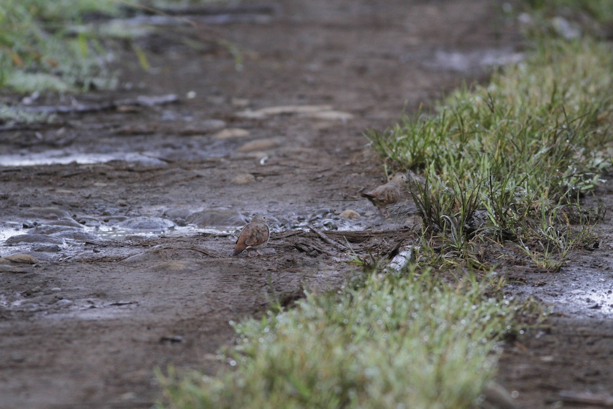 Ruddy Ground Dove - ML637464142