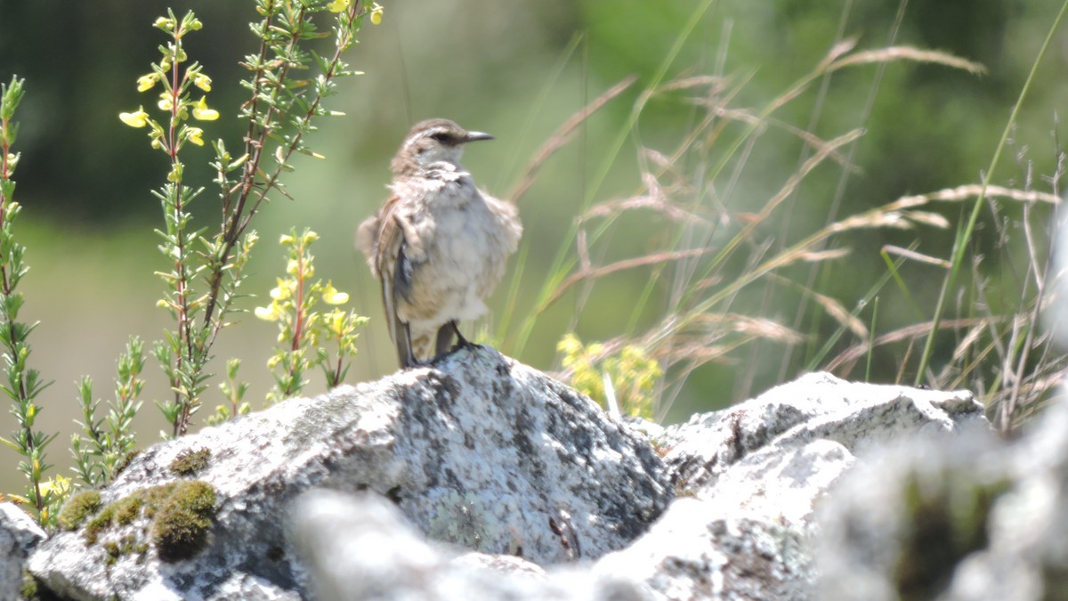 White-winged Cinclodes - ML637464192
